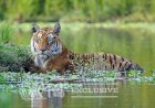 Royal Bengal Tiger of Kaziranga National Park and Tiger reserve, Photo by Uttam Saikia.