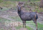 শৰ পহু ( Sambar - Rusa unicolor ) : কাজিৰঙা ৰাষ্ট্ৰীয় উদ্য়ান ।।