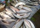 লকডাউনত ২১ কোটি টকাৰ মাছ বিক্ৰী