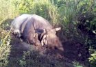 Hornless death body of a Rhino found in Kaziranga National Park: Poachers killed Rhino