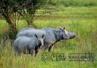 One Horn Rhinoseros of Kaziranga National Park.