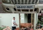 বিলাসী স্ক্ৰপিঅ' গাড়ীৰ ভিতৰৰ পৰা উদ্ধাৰ ৬ টাকৈ গৰু  : বোকাখাত আৰক্ষীৰ অভিযানত আটক দুই গৰুৰ চোৰাং ব্যৱসায়ী  :