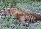 কাজিৰঙা ৰাষ্ট্ৰীয় উদ্যানৰ অগৰাতলি বনাঞ্চলত ঢেকীয়াপতীয়া বাঘৰ মৃতদেহ উদ্ধাৰ  :