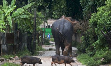 খাদ্য বিচাৰি জনাঞ্চল পালেহি গজৰাজ