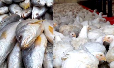 গুৱাহাটীৰ ৩১টা স্থানত মাছ-ব্ৰয়লাৰ বিক্ৰীৰ অনুমতি