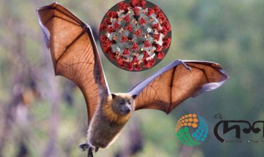 ভাৰতত  বাদুলিৰ শৰীৰত  কোৰোণা ভাইৰাছৰ অৱস্থিতি’