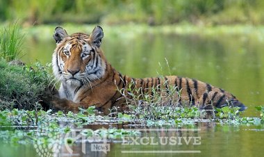 Royal Bengal Tiger of Kaziranga National Park and Tiger reserve, Photo by Uttam Saikia.