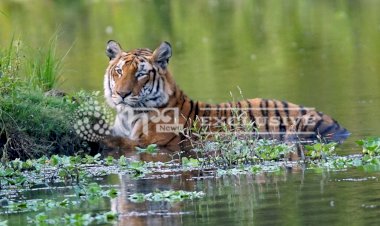 A full grown tigress Captured on Lens in Kaziranga !