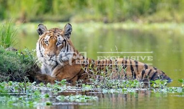 কৰোণাতাংকৰ মাজত উত্তম শইকীয়াৰ কেমেৰাত বন্দী কাজিৰঙাৰ বনৰজা