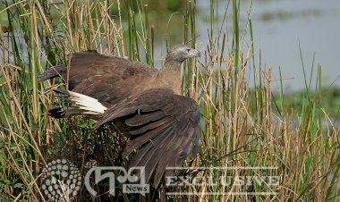 উকহ : Grey Headed Fish Egale : Kaziranga National Park