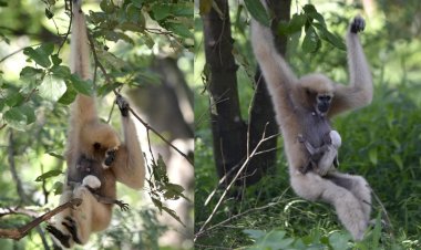 সহজ- সৰল চাহ শ্ৰমিকৰ প্ৰকৃতি প্ৰেমৰ নিদৰ্শন -বিলুপ্তপ্ৰায় হলৌ বান্দৰৰ সংৰক্ষণ