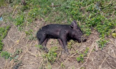 ছোৱাইন ফিভাৰত গাহৰিৰ মৃত্যু