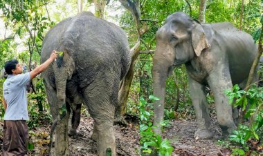 চেতনা নাশক প্ৰয়োগ কৰি কাজিৰঙা ৰাষ্ট্ৰীয় উদ্যানত এটা আহত বনৰীয়া হাতীক চিকিৎসা প্ৰদান :