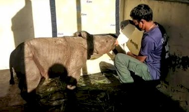 কাজিৰঙা ৰাষ্ট্ৰীয় উদ্যানত মাতৃহাৰা এমহীয়া গঁড় পোৱালী উদ্ধাৰ :
