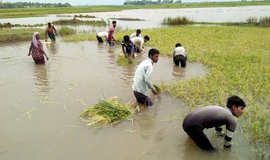 আবতৰীয়া বানে বুৰালে ধাননি  কৃষকৰ হাহাকাৰ