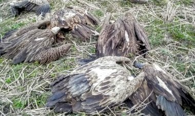 শিৱসাগৰৰ দিচাং মুখত ১৯ টাকৈ শগুনৰ মৃত্যু : বিহক্ৰিয়াতেই মৃত্যুৰ সন্দেহ :