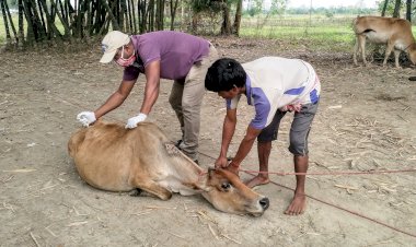 লক ডাউনৰ মাজতেই কাষৰীয় জনসাধাৰণৰ পশুধনৰ সুৰক্ষাৰ বাবে ৰোগ প্ৰতিষেধক দিয়াৰ অভিযান আৰম্ভ কাজিৰঙা কৰ্তৃপক্ষৰ :
