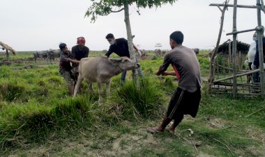 ব্ৰহ্মপুত্ৰৰ ভক্তে চাপৰিত পশু চিকিৎসা বিভাগৰ সহযোগত কাজিৰঙা ৰাষ্ট্ৰীয় উদ্যান কৰ্তৃপক্ষৰ  গৰু  ম'হৰ প্ৰতিষেধক প্ৰদান :