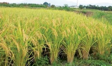 খাদ্য সংকট বিশ্বত দুগুণ হোৱাৰ সম্ভাৱনা আছে