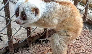 নুমলীগড়ৰ  নগাকটা অঞ্চলত উদ্ধাৰ লাজুকী বান্দৰ :