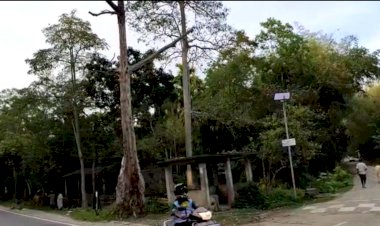 দক্ষিণ যোৰহাটৰ চৰ্দাৰ আলিৰ এটা পৰিচয় বিলুপ্ত : ইতিহাস হ'ল দুশ বছৰীয়া শিমলু গছ