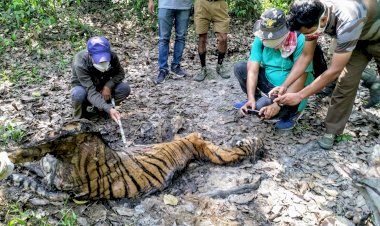 কাজিৰঙা ৰাষ্ট্ৰীয় উদ্যানৰ বাগৰি বনাঞ্চলত ঢেকীয়াপতীয়া বাঘিনীৰ মৃতদেহ উদ্ধাৰ :
