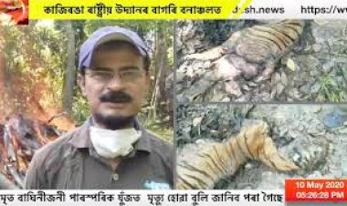 কাজিৰঙা ৰাষ্ট্ৰীয় উদ্যানৰ বাগৰি বনাঞ্চলত ঢেকীয়াপতীয়া বাঘিনীৰ মৃতদেহ উদ্ধাৰ