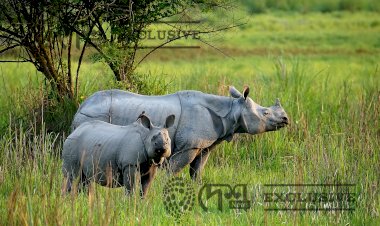 One Horn Rhinoseros of Kaziranga National Park.