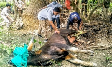 গোলাঘাটত চেতনা নাশক প্ৰয়োগ কৰি বনৰীয়া মেঠোন কৰায়ত্ব : বন বিভাগৰ উদ্যোগত নামবৰ অভয়াৰণ্যত পুনৰ মুকলি :