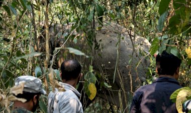 নুমলীগড়ৰ বকিয়াল চাহ বাগিচাত বন্যহস্তীৰ মৃত্যু :