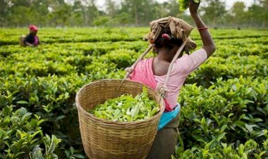 লেখাপানীত চাহ শ্ৰমিকক শোষণৰ অভিযোগ।দুজনকৈ পুঁজিপতি চাহ ব্যৱসায়ীৰ বিৰুদ্ধে এই অভিযোগ