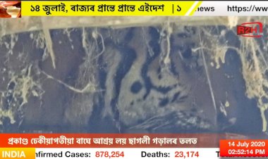 প্ৰকাণ্ড ঢেকীয়াপতীয়া বাঘে আশ্ৰয় লয় ছাগলী গড়ালৰ তলত