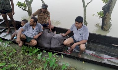 কাজিৰঙা ৰাষ্ট্ৰীয় উদ্যানৰ অগৰাতলিৰ গাওঁত মাতৃহাৰা গঁড় পোৱালী উদ্ধাৰ :