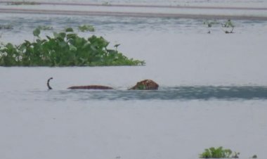 বানৰ কৱলৰ পৰা উদ্ধাৰ কৰা ঢেকীয়াপতীয়া বাঘিনীক কাজিৰঙা ৰাষ্ট্ৰীয় উদ্যানত  সফলতাৰে পুনৰ সংস্থাপন :