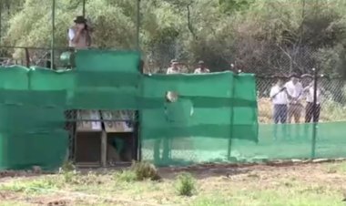 ৭০ বছৰৰ পিচত ভাৰতত চিতাবাঘ পুনৰ সংস্থাপনৰ বাবে কেন্দ্ৰীয় চৰকাৰৰ প্ৰচেষ্টা : মধ্যপ্ৰদেশৰ কোন' ৰাষ্ট্ৰীয় উদ্যানত নামিবিয়াৰ ৮ চিতাবাঘৰ পুনৰ সংস্থাপন  :