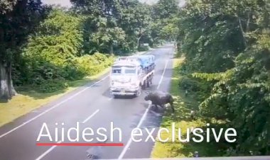 কাজিৰঙাৰ এনিমেল কৰিডৰত গাড়ীৰ খুন্দাত আহত গঁড়