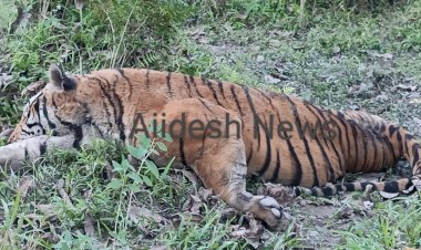 কাজিৰঙা ৰাষ্ট্ৰীয় উদ্যানৰ অগৰাতলি বনাঞ্চলত ঢেকীয়াপতীয়া বাঘৰ মৃতদেহ উদ্ধাৰ  :