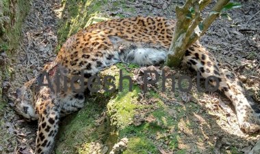 বোকাখাত মহকুমাৰ ডিফলু চাহ বাগিচাত নাহৰফুটুকী বাঘৰ মৃতদেহ উদ্ধাৰ  : পাৰস্পৰিক যুঁজতে মৰা বুলি সন্দেহ নাহৰফুটুকী বাঘটো  :