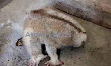 কাৰ্বি আংলংৰ ডলামৰাৰ পৰা লাজুকী বান্দৰ উদ্ধাৰ  : বোকাখাতৰ বন্যপ্ৰাণী পুনৰ সংস্থাপন আৰু সংৰক্ষণ কেন্দ্ৰত চিকিৎসা প্ৰদান  :