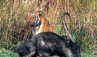 বাঘ হত্যা আৰু বাঘৰ দেহাংশৰ ব্যৱসায় প্ৰতিৰোধৰ বাবে কেন্দ্ৰীয় চৰকাৰৰ বন্যপ্ৰাণী অপৰাধ নিয়ন্ত্ৰন গোটৰ ৰেড এলাৰ্ট জাৰি  :