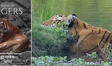 বিশ্ব বাঘ দিৱসৰ দিনা ভাৰতৰ ঘোষণা : বিগত চাৰিটা বৰ্ষত দেশত ৭১৫ টা ঢেকীয়াপতীয়া বাঘ বৃদ্ধি  : বিগত চাৰিটা বৰ্ষত কাজিৰঙাতো বৃদ্ধি ১৬ টা ঢেকীয়াপতীয়া বাঘ  :