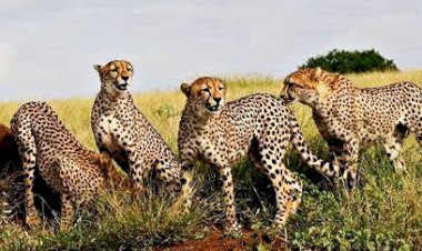 ভাৰতৰ কুনো ৰাষ্ট্ৰীয় উদ্যানত পুনৰ সংস্থাপনৰ বাবে অনা নৱমটো চিতাবাঘৰ  মৃত্যু : দেশ জুৰি চাঞ্চল্য  :