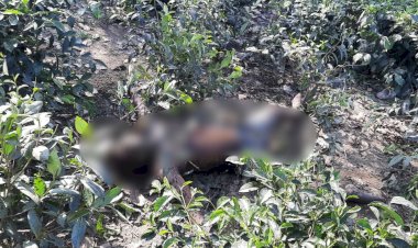 বোকাখাতৰ বৰজুৰিত ৰাষ্ট্ৰীয় পথৰ কাষৰ চাহ বাগিচাত অচিনাক্ত মৃতদেহ উদ্ধাৰ  :