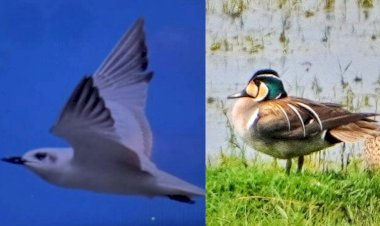 কাজিৰঙাৰ পঞ্চম পক্ষী গণনাৰ পৰিসংখ্যা ঘোষণা  : দেশৰ ভিতৰত দ্বিতীয় বৃহৎ পক্ষী ক্ষেত্ৰত পৰিগনিত হ'ল কাজিৰঙা  : সংবাদ মেলত ঘোষণা সঞ্চালক ড৹ সোনালী ঘোষৰ   :