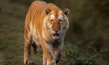 কাজিৰঙা ৰাষ্ট্ৰীয় উদ্যানৰ পৰ্যটকৰ কেমেৰাত পুনৰ সোনোৱালী ঢেকীয়াপতীয়া বাঘৰ উপস্থিতি  :  মুখ্যমন্ত্ৰীৰ টুইট  :