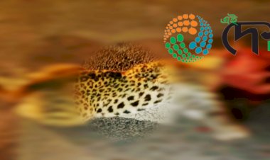 বোকাখাতৰ সমীপৰ মেথনি চাহ বাগিছাৰ ৰাষ্ট্ৰীয় পথত গাড়ীৰ খুন্দাত নাহৰফুটুকী বাঘৰ মৃত্যু  :