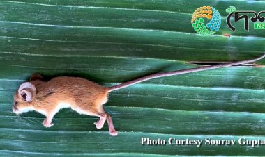 কাজিৰঙা কাৰ্বি আংলং পৃষ্ঠভুমিত বিৰল প্ৰজাতিৰ দীঘল নেজীয়া  নিগনিৰ সন্ধান  :  বিগত ৬২ বছৰত দ্বিতীয় বাৰৰ বাবে অসমত এই নিগনিৰ উপস্থিতি পোৱা গ'ল  :