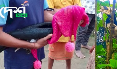 লখৌজান চাহ বাগিছাৰ পৰা ধনেশ চৰাই উদ্ধাৰ : চিকিৎসাৰ বাবে বন্যপ্ৰাণী পুনৰ সংস্থাপন আৰু সংৰক্ষণ কেন্দ্ৰলৈ প্ৰেৰণ  :