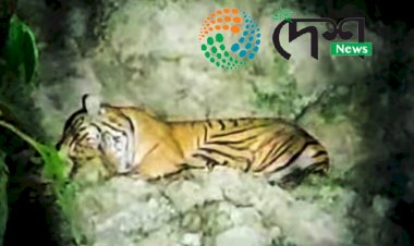 জখলাবন্ধাত ঢেকীয়াপতীয়া বাঘক আক্ৰমন কৰা কাৰ্যত জড়িত ৬ জন লোকক আটক :  ৩ জনক সোধপোচৰ বাবে আনিছে আৰক্ষীয়ে :