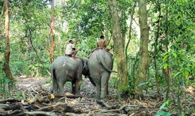 কাজিৰঙা ৰাষ্ট্ৰীয় উদ্যানৰ কঁহৰা বনাঞ্চলত ঢেকীয়াপতীয়া বাঘৰ উৱলি যোৱা মৃতদেহ উদ্ধাৰ  :